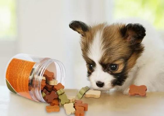 Stainless Steel Soft Lecithin Dog Pet Treat Machine Mesin Pembuat Ekstrusi Dingin